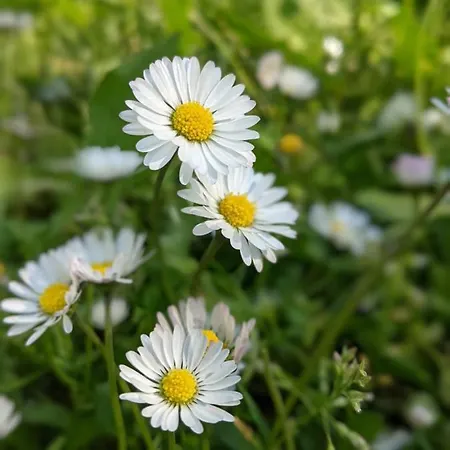Torre De Puig فيلة